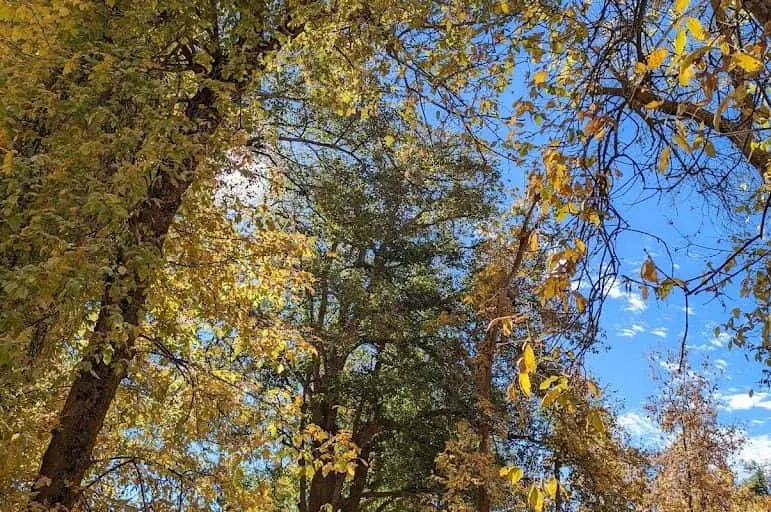 Photo of Willowbrook Apple Farm Oak Glen, California - 3