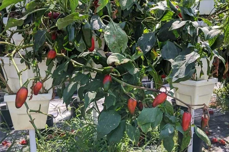 representative photo for Strawberry Picking Farms in Krum, Texas
