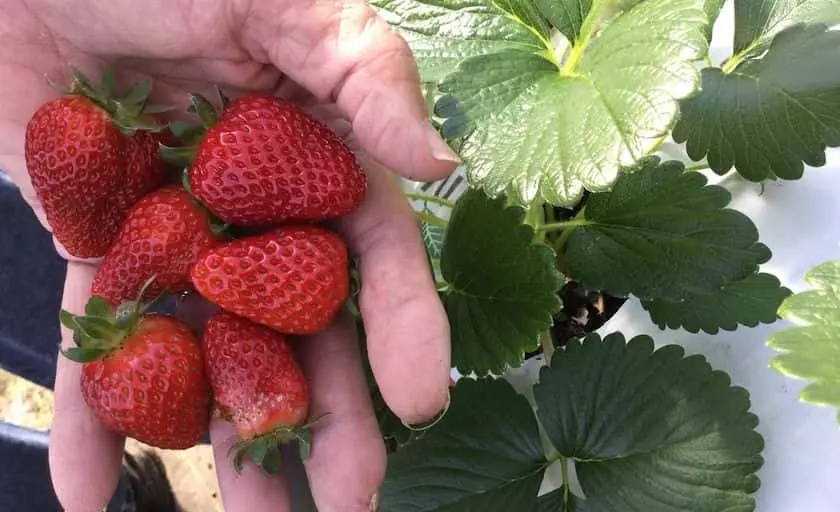 Photo of Wow UPick Farms Krum, Texas - 3