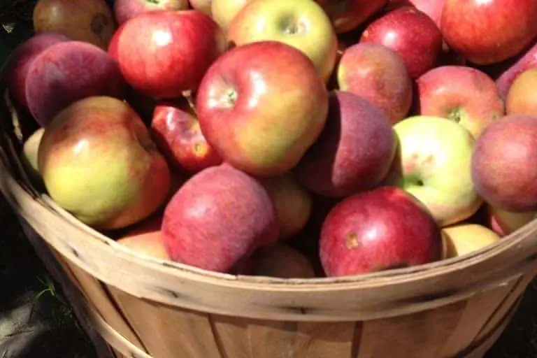 Photo of  Ya Ya Farm and Orchard Longmont, Colorado