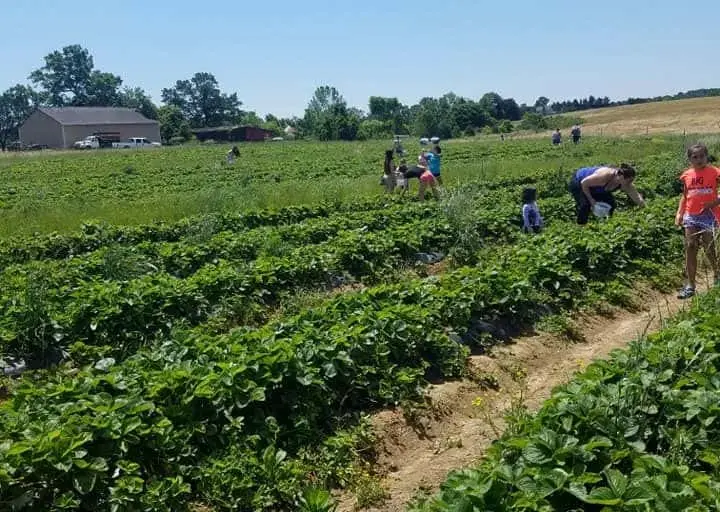 Photo of  Yankey Farms Nokesville, Virginia