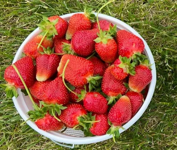 representative photo for Strawberry Picking Farms in Nokesville, Virginia