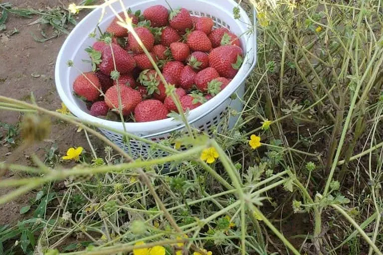 Photo of Yankey Farms Nokesville, Virginia - 3
